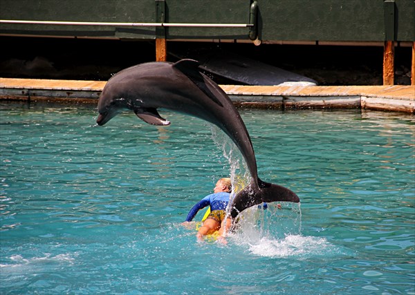 022-Шоу с дельфинами